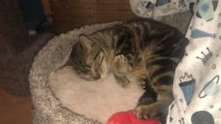 Lost Female Cat last seen Carolside avenue Palmdale Ca near ave Q-3 or ave Q, Palmdale, CA 93550