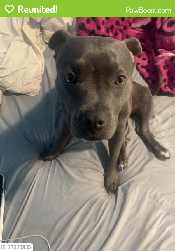 Reunited Female Dog last seen Underwood Ave, San Francisco, CA 94124, USA, San Francisco, CA 94124