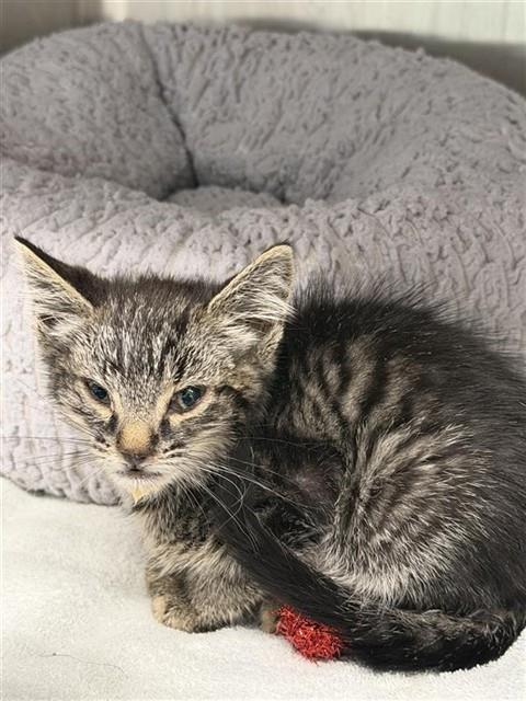 Shelter Stray Female Cat last seen BEACON, 1950 Stevenson Blvd, Fremont, CA 94538, USA