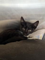 Shelter Stray Male Cat last seen MOWRY AVE, 1950 Stevenson Blvd, Fremont, CA 94538, USA