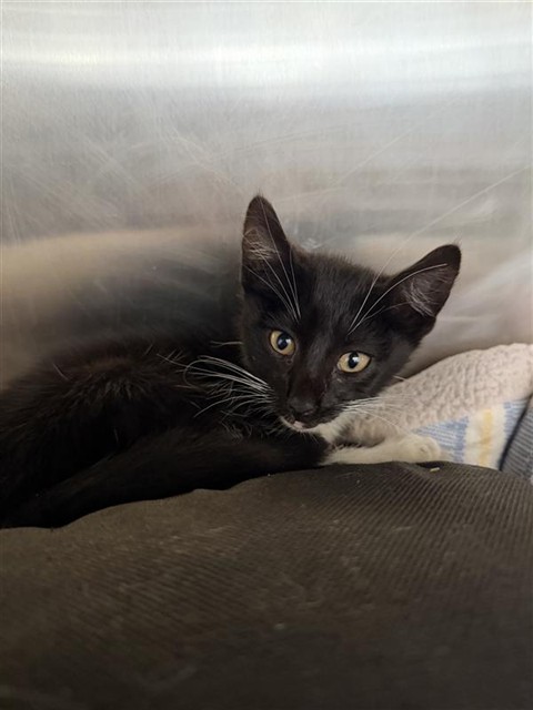 Shelter Stray Male Cat last seen MOWRY AVE, 1950 Stevenson Blvd, Fremont, CA 94538, USA