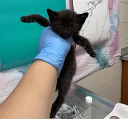 Shelter Stray Female Cat last seen ALIGOTE PL / SHIRAZ WY, 9150 Union Park Way, Elk Grove, CA 95624, USA