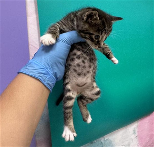 Shelter Stray Male Cat last seen ALIGOTE PL / SHIRAZ WY, 9150 Union Park Way, Elk Grove, CA 95624, USA