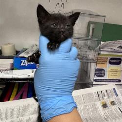 Shelter Stray Female Cat last seen ALIGOTE PL / SHIRAZ WY, 9150 Union Park Way, Elk Grove, CA 95624, USA