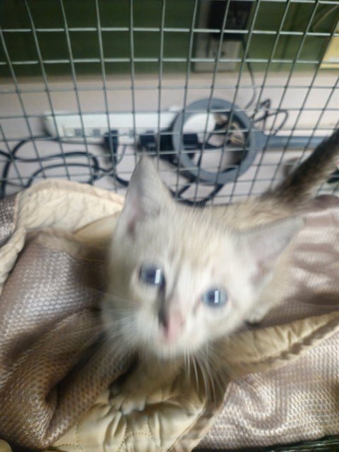 Shelter Stray Female Cat last seen Near BLOCK BROADWAY AVE, 2020 Forest St, Jacksonville, FL 32204, USA