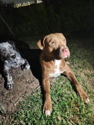 Found/Stray Male Dog last seen North foster, San Antonio, TX 78219