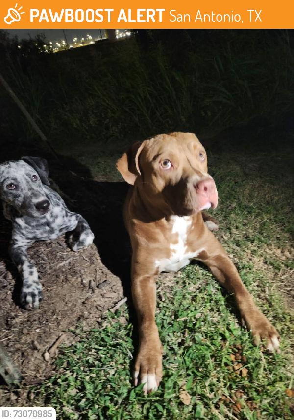Found/Stray Male Dog last seen North foster, San Antonio, TX 78219