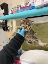 Shelter Stray Female Cat last seen PACIFIC AVE X LIMONITE AVE, 6851 Van Buren Boulevard, Jurupa Valley, CA 92509, USA