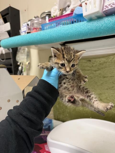 Shelter Stray Female Cat last seen PACIFIC AVE X LIMONITE AVE, 6851 Van Buren Boulevard, Jurupa Valley, CA 92509, USA