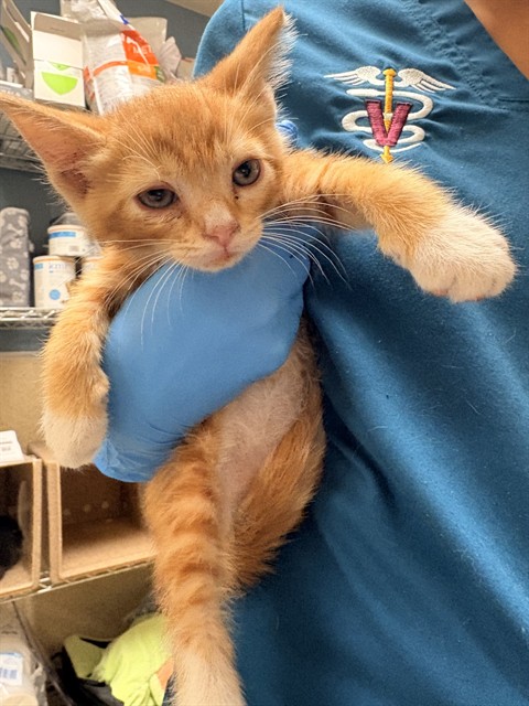 Shelter Stray Male Cat last seen VAN BUREN/PHILBIN RIVERSIDE CA 92503, 6851 Van Buren Boulevard, Jurupa Valley, CA 92509, USA