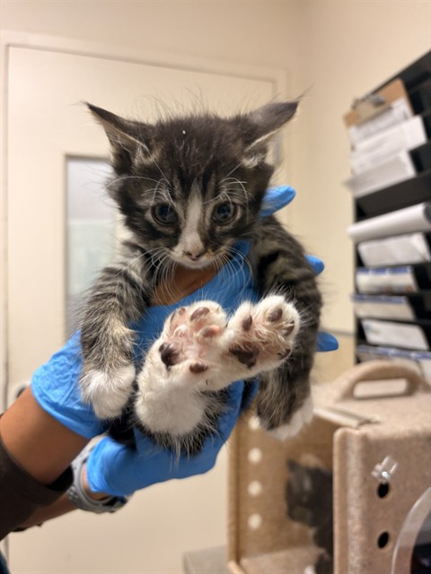 Shelter Stray Male Cat last seen VAN BUREN/PHILBIN RIVERSIDE CA 92503, 6851 Van Buren Boulevard, Jurupa Valley, CA 92509, USA