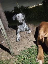 Found/Stray Female Dog last seen North Foster, San Antonio, TX 78219