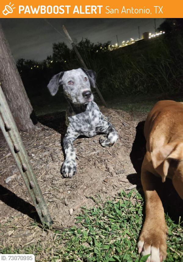 Found/Stray Female Dog last seen North Foster, San Antonio, TX 78219