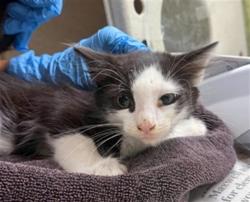 Shelter Stray Male Cat last seen Near BLOCK NOPAL PL, RIVERSIDE CA 92503, 6851 Van Buren Boulevard, Jurupa Valley, CA 92509, USA