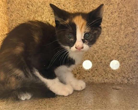 Shelter Stray Female Cat last seen Near BLOCK NOPAL PL, RIVERSIDE CA 92503, 6851 Van Buren Boulevard, Jurupa Valley, CA 92509, USA