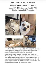 Reunited Male Dog last seen Near Embarcadero Rd, Palo Alto, Palo Alto, CA 94303