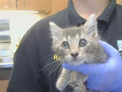 Shelter Stray Female Cat last seen WATT AVE/MCCLELLAN DR, 95660, 3839 Bradshaw Rd, Sacramento, CA 95827, USA