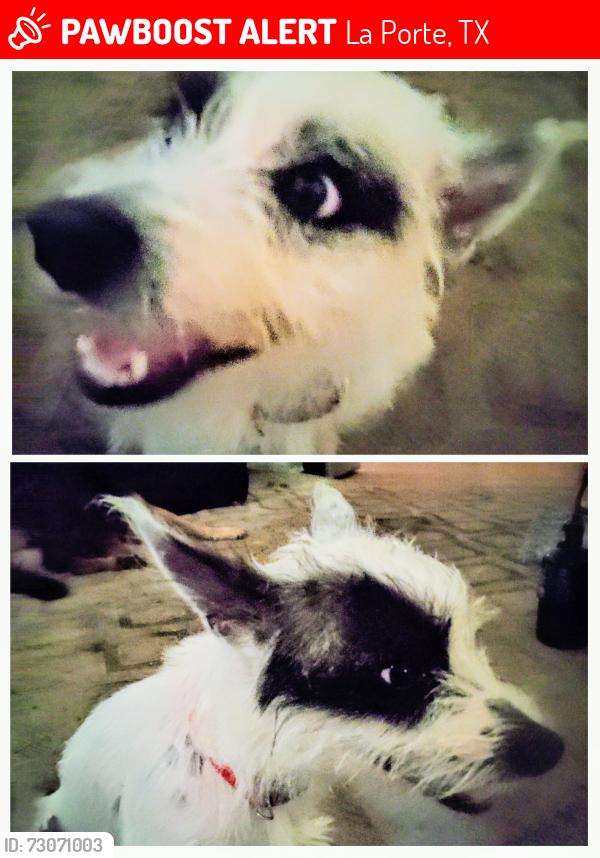 Lost Male Dog last seen Near freeway, La Porte, TX 77571