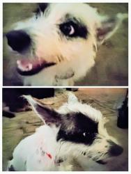 Lost Male Dog last seen Near freeway, La Porte, TX 77571