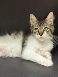 Shelter Stray Male Cat last seen GROCERY OUTLET/HARDER, 16 Barnes Ct, Hayward, CA 94544, USA