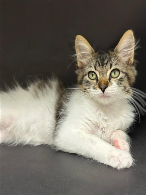 Shelter Stray Male Cat last seen GROCERY OUTLET/HARDER, 16 Barnes Ct, Hayward, CA 94544, USA