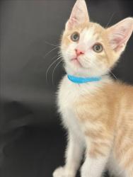 Shelter Stray Male Cat last seen JACKSON, 16 Barnes Ct, Hayward, CA 94544, USA