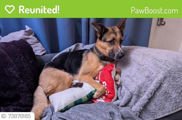 Reunited Male Dog last seen Monroe and Wellesley , Spokane, WA 99205