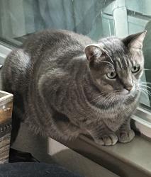 Lost Female Cat last seen Creekside & Blue Raven St, Folsom, CA 95630