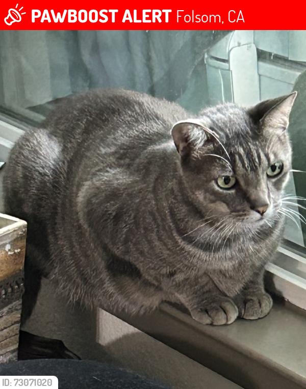 Lost Female Cat last seen Creekside & Blue Raven St, Folsom, CA 95630