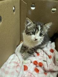 Shelter Stray Female Cat last seen LOGGERHEAD WAY & MYOTIS DR, 2127 Front St, Sacramento, CA 95818, USA