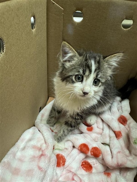 Shelter Stray Female Cat last seen LOGGERHEAD WAY & MYOTIS DR, 2127 Front St, Sacramento, CA 95818, USA