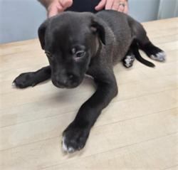 Shelter Stray Female Dog last seen Near BLOCK W INYOKERN RD INYOKERN CA 93555, 14891 CA-178, Lake Isabella, CA 93240, USA