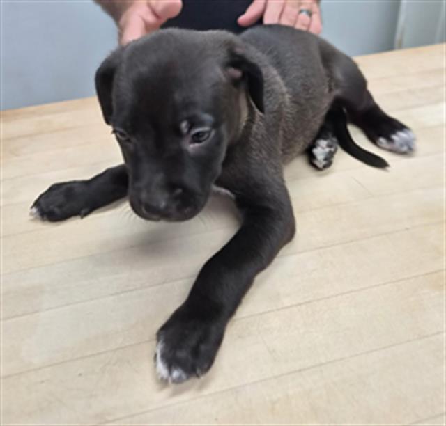 Shelter Stray Female Dog last seen Near BLOCK W INYOKERN RD INYOKERN CA 93555, 14891 CA-178, Lake Isabella, CA 93240, USA