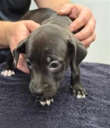 Shelter Stray Female Dog last seen Near BLOCK W INYOKERN RD INYOKERN CA 93555, 14891 CA-178, Lake Isabella, CA 93240, USA