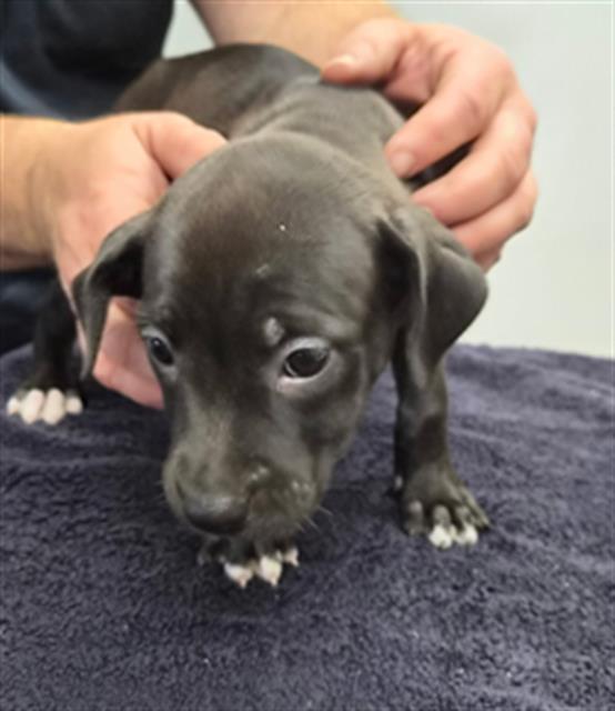 Shelter Stray Female Dog last seen Near BLOCK W INYOKERN RD INYOKERN CA 93555, 14891 CA-178, Lake Isabella, CA 93240, USA