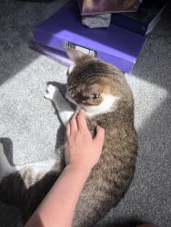 Reunited Male Cat last seen NW4 2RN, Greater London, England NW4 2RN