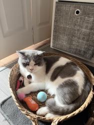 Lost Female Cat last seen Home, Central Bedfordshire, England LU7 3XT