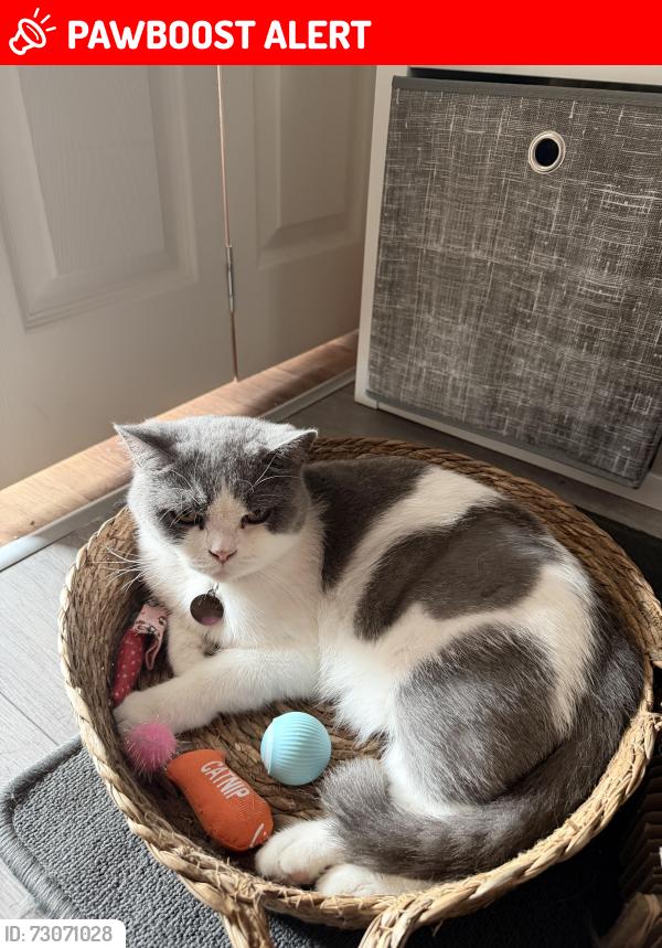Lost Female Cat last seen Home, Central Bedfordshire, England LU7 3XT
