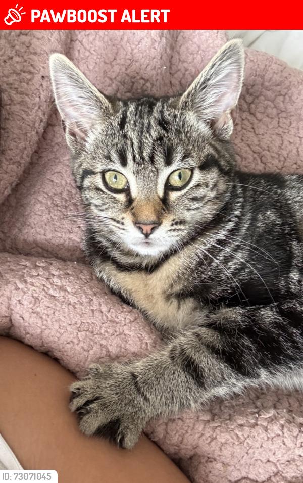 Lost Female Cat last seen near the relyon area , Wellington, England TA21