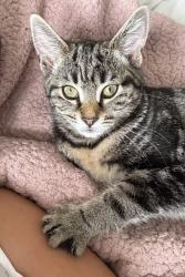 Lost Female Cat last seen near the relyon area , Wellington, England TA21