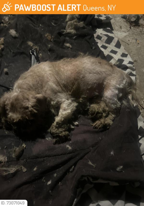 Found/Stray Male Dog last seen Farmers Blvd & 113 ave, Queens, NY 11412