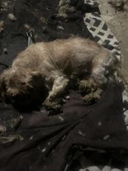 Found/Stray Male Dog last seen Farmers Blvd & 113 ave, Queens, NY 11412