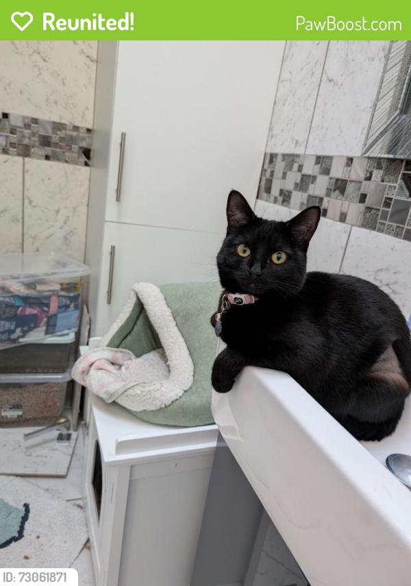Reunited Female Cat last seen Pearson Way, Players Green, South Lake Crescent, South Lake , Woodley, England RG5 3PP