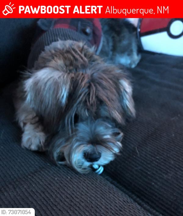 Lost Female Dog last seen By Sierra Vista Elementary, Albuquerque, NM 87114