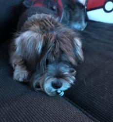 Lost Female Dog last seen By Sierra Vista Elementary, Albuquerque, NM 87114