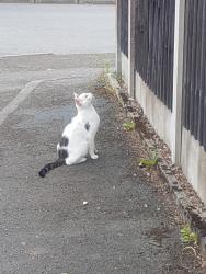 Found/Stray Unknown Cat last seen Back of Bolton road, Greater Manchester, England BL8 2XB