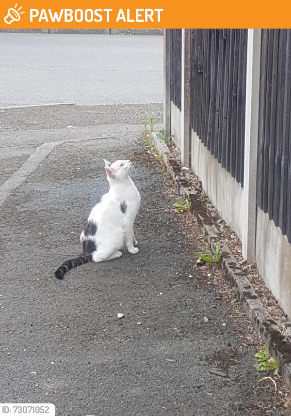Found/Stray Unknown Cat last seen Back of Bolton road, Greater Manchester, England BL8 2XB