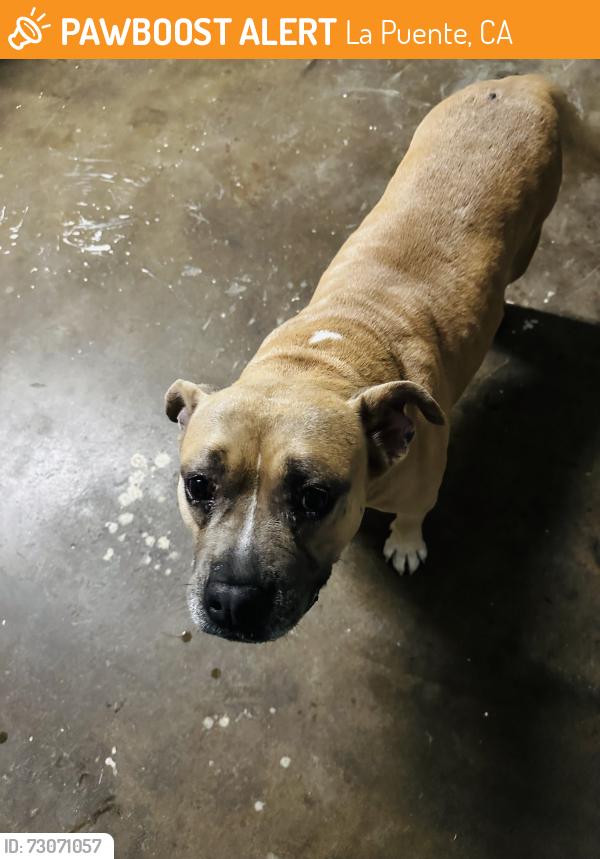 Found/Stray Female Dog last seen Hacienda blvd and Nelson Ave, La Puente, CA 91749