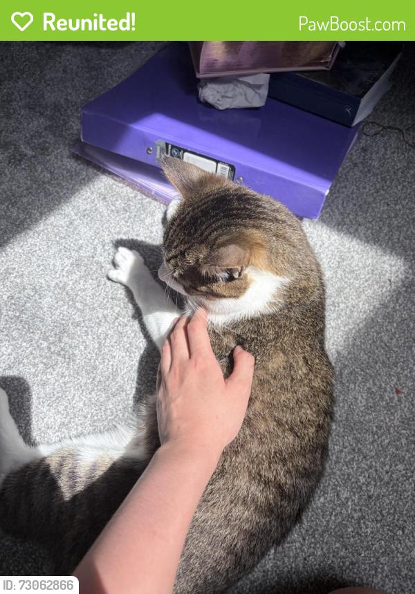 Reunited Male Cat last seen NW4 2RN, Greater London, England NW4 2RN