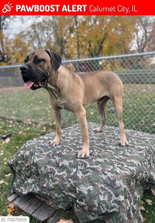 Lost Male Dog last seen Calumet city, Calumet City, IL 60409